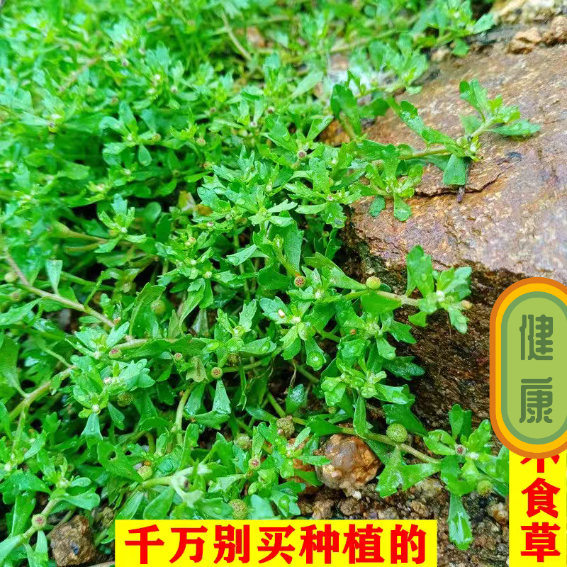 农村直发盆栽包邮有效鹅不食草