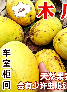 25年闻香木瓜新鲜 车载香熏室内除味新鲜香木瓜泡酒 中药材香木瓜