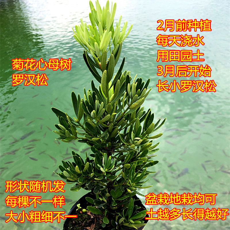 一对公母罗汉松春天长小罗汉菊花心室外盆栽绿植园艺造型盆景树苗