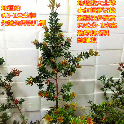 地栽小红帽小小叶红芽品种罗汉松