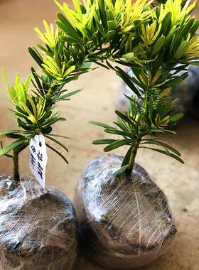 黄金松黄金钻罗汉松贵价黄芽新鲜绿植小盆栽大造型树室内客厅桌面