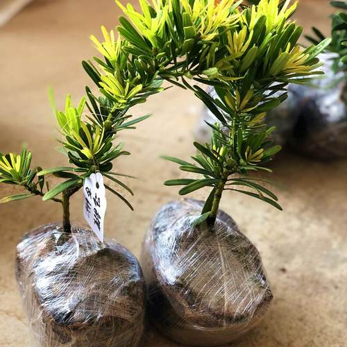 黄金松黄金钻罗汉松贵价黄芽新鲜绿植小盆栽大造型树室内客厅桌面