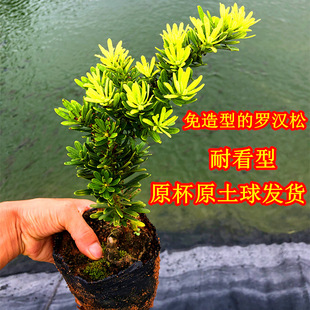 台湾金钻罗汉松小叶盆栽盆景鲜花卉绿植物广西庭院观叶阳台楼顶