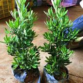 海岛菊花心罗汉松母树四季 常绿室内外小盆栽绿植园艺造型盆景树苗