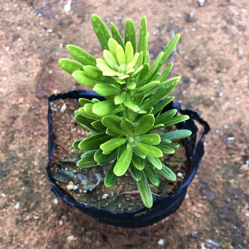 台湾金钻罗汉松小叶盆栽景鲜花卉绿植物广西庭院观叶阳台楼顶客厅