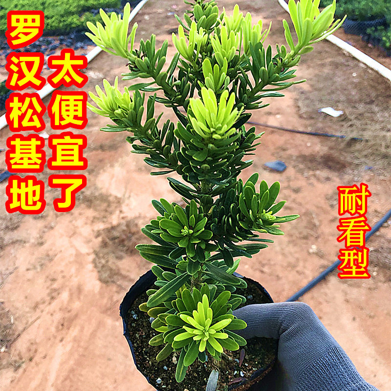 耐荫矮霸品种金钻罗汉松小叶盆栽盆景鲜花卉绿植庭院观叶阳台楼顶