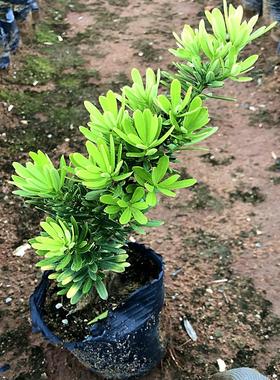 台湾金钻罗汉松小叶盆栽景鲜花卉绿植物广西庭院观叶阳台楼顶客厅