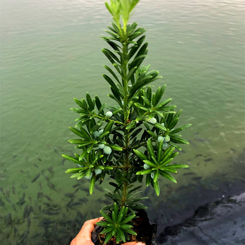小叶贵妃罗汉松柔软枝盆栽鲜花卉绿植物广西庭院观叶阳台楼顶客厅