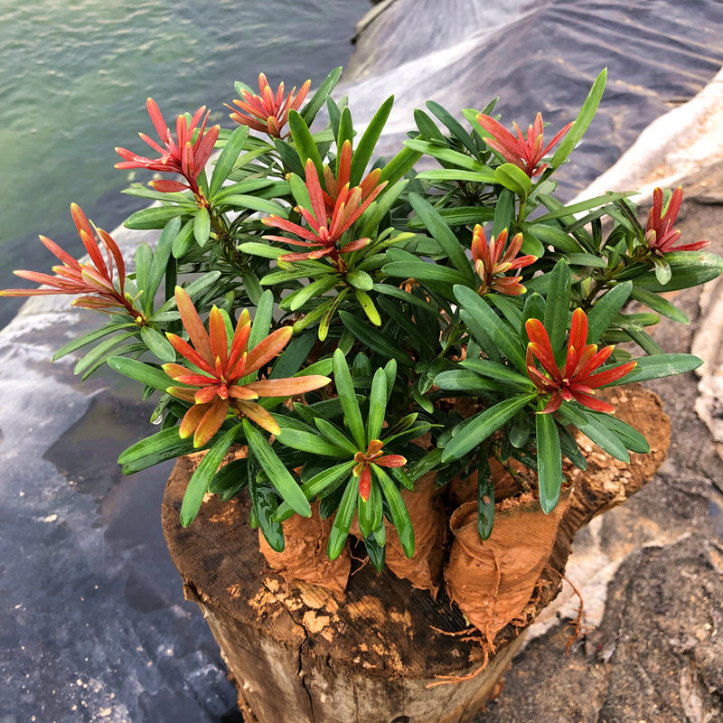 红芽罗汉松开芽像开花