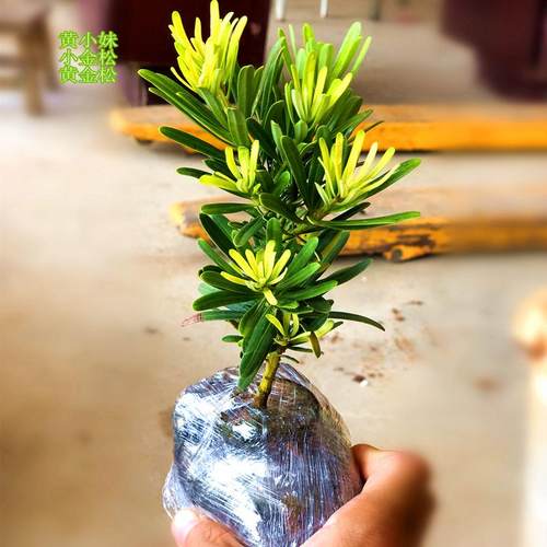 黄金钻发财钻罗汉松黄芽金钻少有