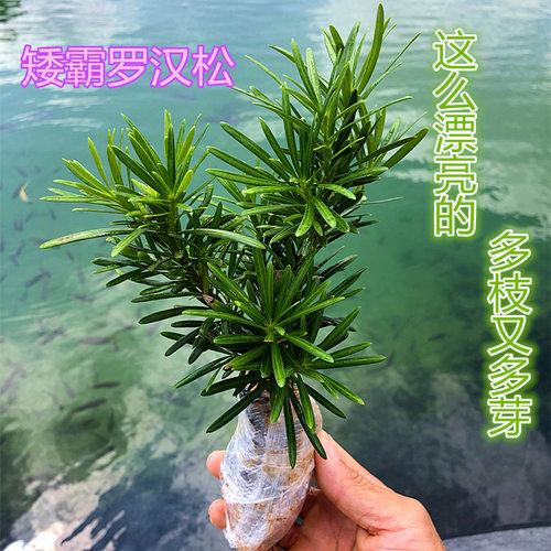 小叶金钻老桩系列罗汉松盆景