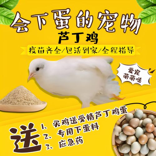 下蛋王芦丁鸡宠物鸡幼鸡网红迷你鸡全色系阳台宠物45天成年青年鸡