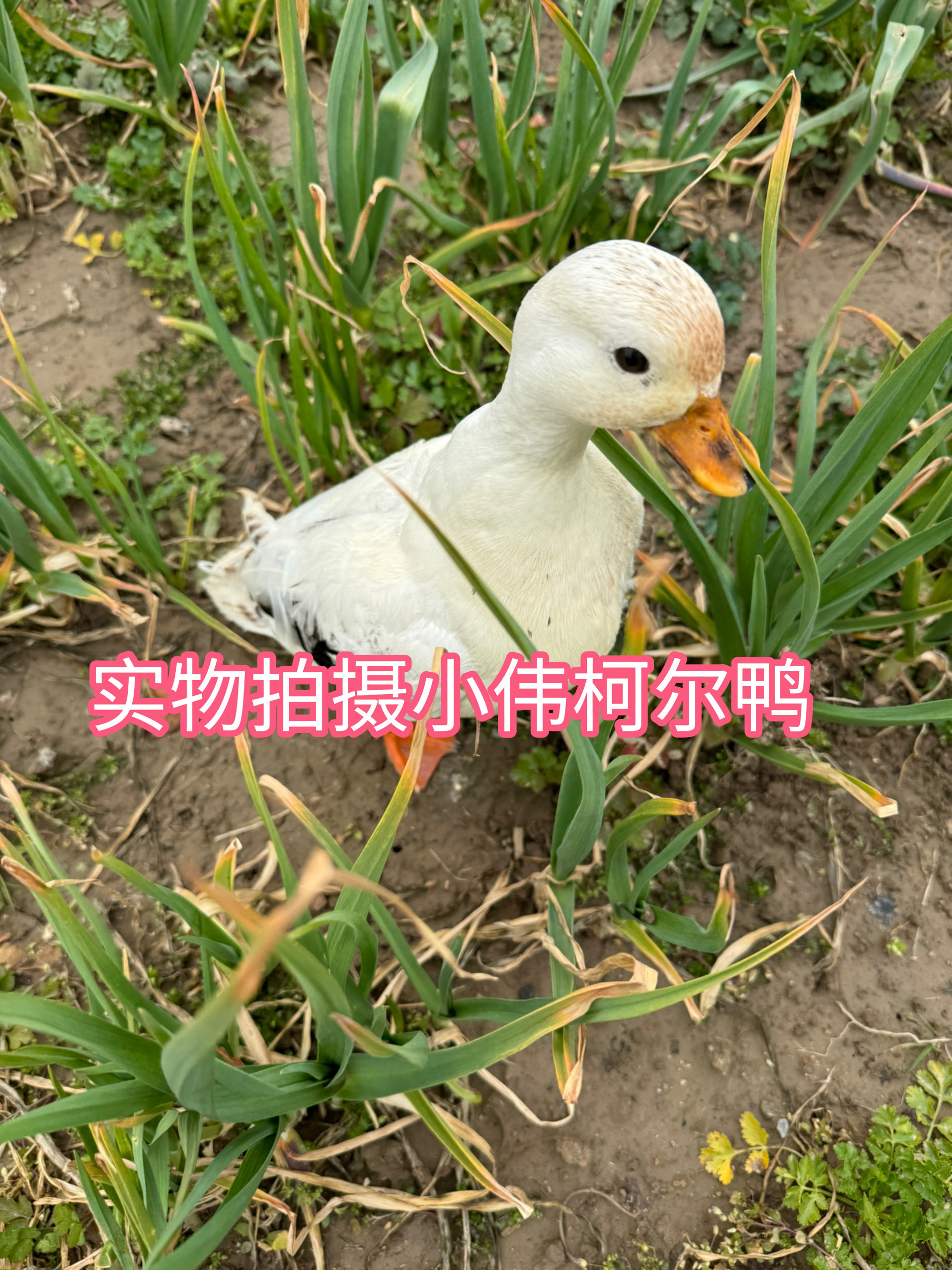宠物柯尔鸭蛋柯尔鸭鸭苗包受精S级鸭蛋网红柯尔鸭