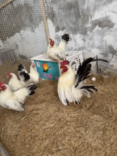 白桂矮脚鸡种蛋受精卵可孵化精品纯种宠物级超小体小鸡