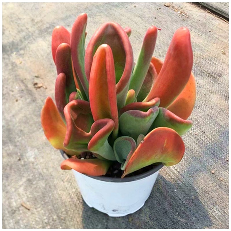 精品火狐狸红色多肉植物稀有品种新手易养阳台办公桌