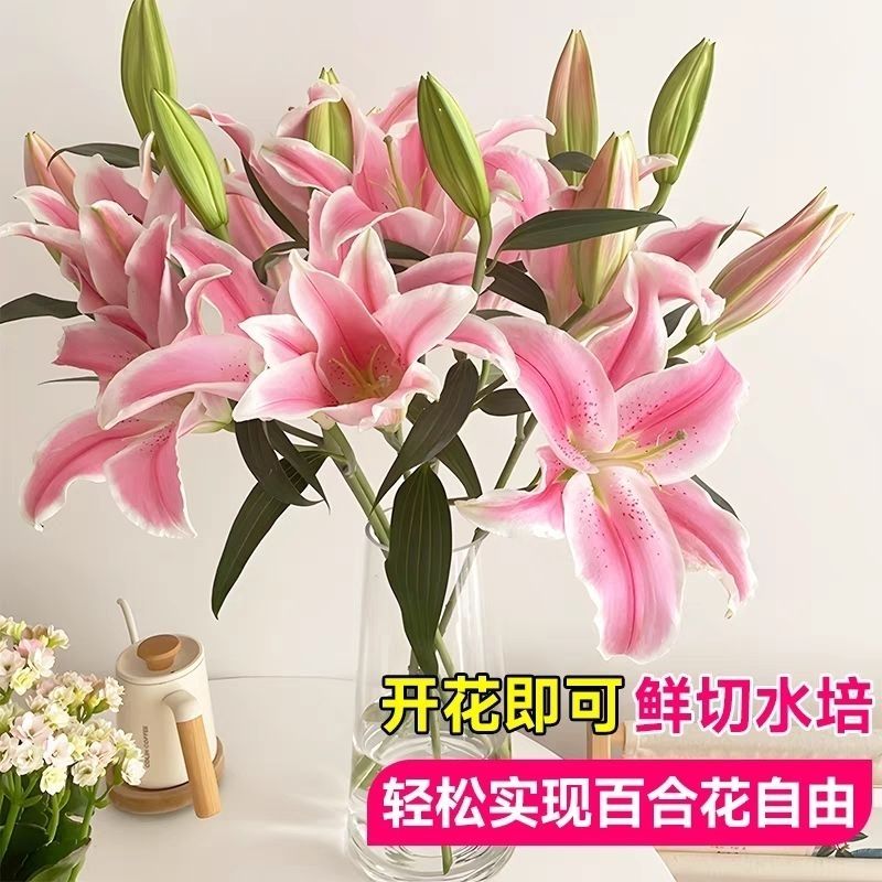 香水百合带花苞花苗盆栽浓香多季开花室内外观花植物桌面花卉绿植