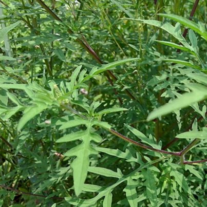 新鲜现采豚草豕草豚草破布草美洲艾500克顺丰航空
