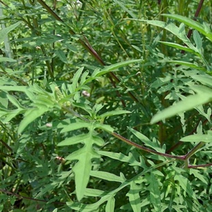 新鲜现采豚草豕草豚草破布草美洲艾500克顺丰航空