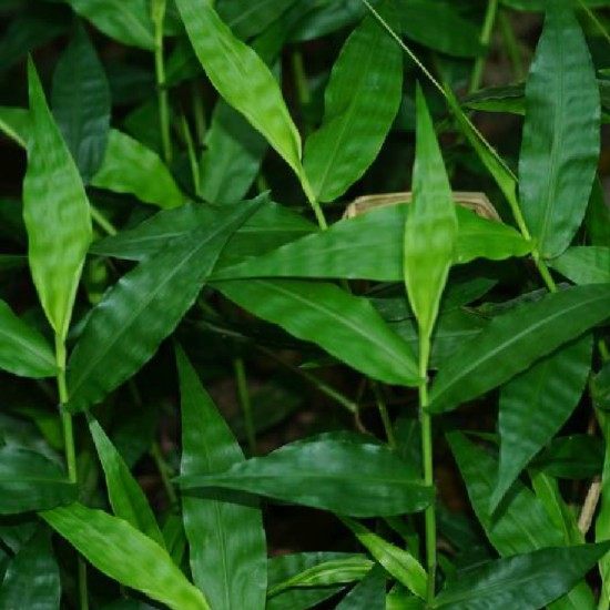 新鲜现采荩草菉竹36草鸱脚莎细马耳草500g整棵中草药顺丰航空