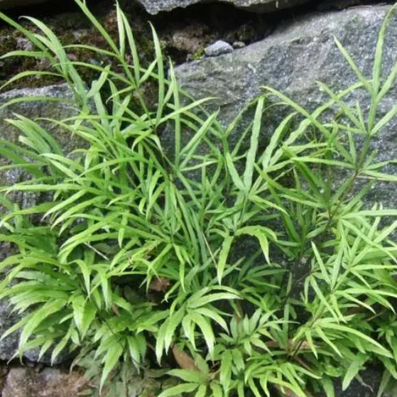 深山现采新鲜凤尾草鸡脚草井口边草井边凤尾井栏草凤尾蕨五指草