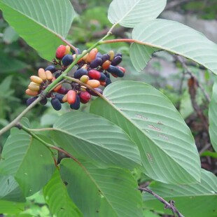 现采新鲜勾儿茶牯岭勾儿茶紫青藤熊柳青藤500克藤叶