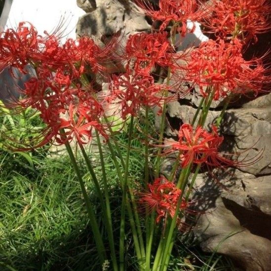 新鲜现采石蒜乌蒜龙爪花蟑螂花整棵500克顺丰食用农产品