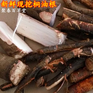 野生草药桐油根 桐树 桐树根 木油树 千年桐根部500克鲜品纯根