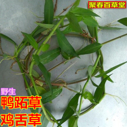 新鲜草药现采鸡舌草鼻斫草碧竹子鸭跖草翠蝴蝶500克顺丰产地直销