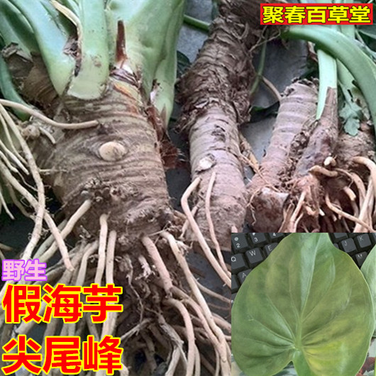 新鲜现采假海芋尖尾风尖尾峰野芋头纯根500克顺丰