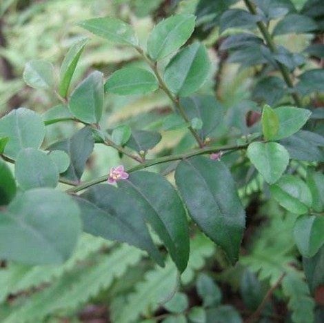 新鲜现采毛冬青乌尾丁细叶冬青 酸味木 茶叶冬青枝叶500克顺丰