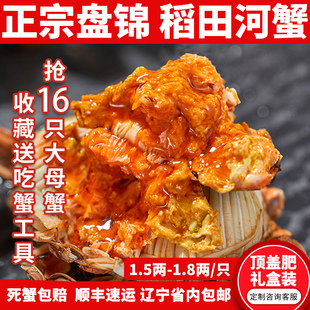 盘锦河蟹全母稻田河蟹16只1.5-1.8两鲜活螃蟹大闸蟹礼盒辽宁包邮