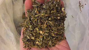 针片 新茶 榕莉 福州茉莉花茶福州青口茶厂针片鱼叶 500g