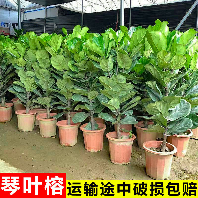 琴叶榕盆栽室内客厅办公室绿植好养活大棵招财树四季常青净化空气