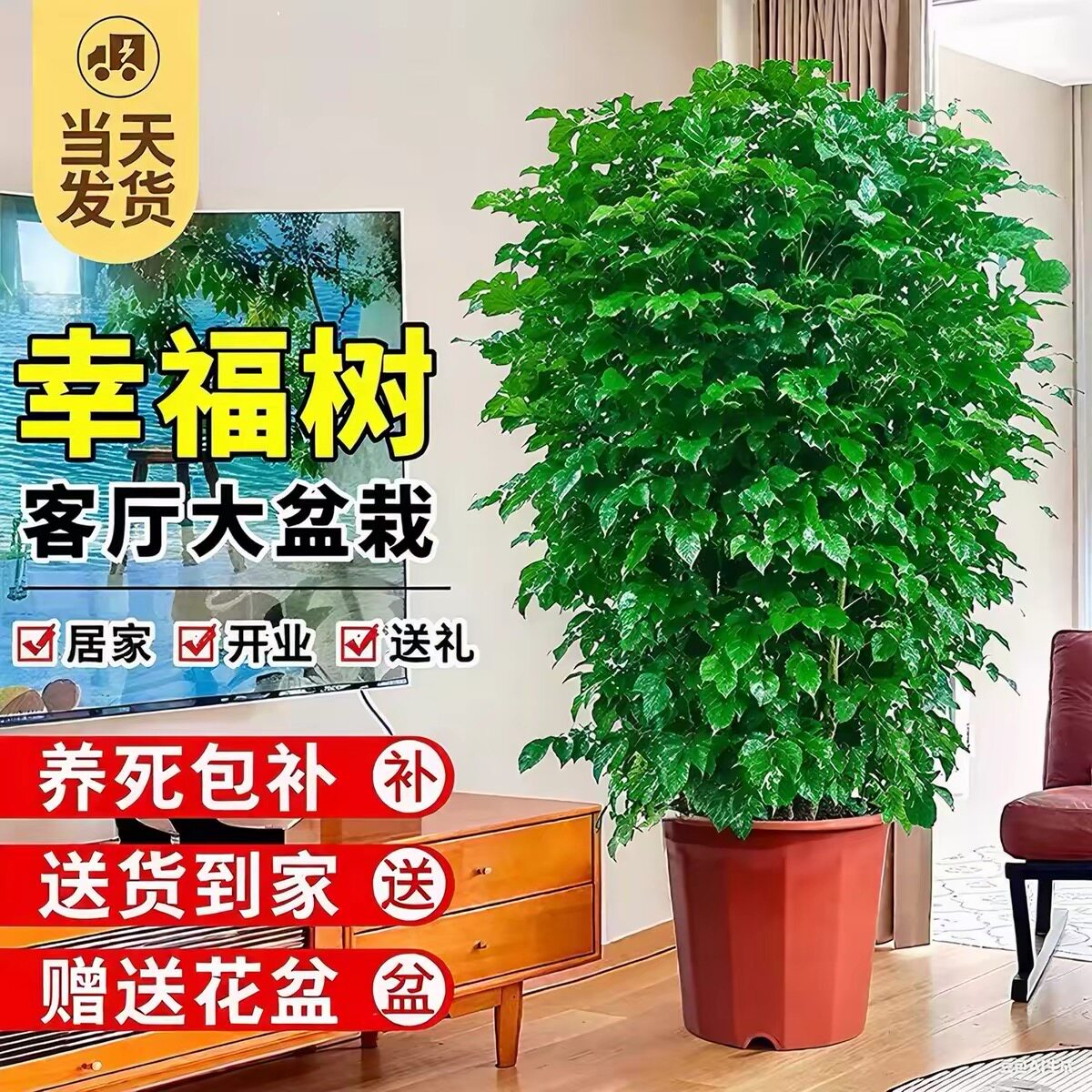 幸福树客厅大盆栽室内好养花卉盆景绿植办公室除甲醛四季常青植物