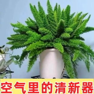 狐尾天门冬庭院阳光耐寒植物旺财绿植室外盆栽造型大好养老桩花卉