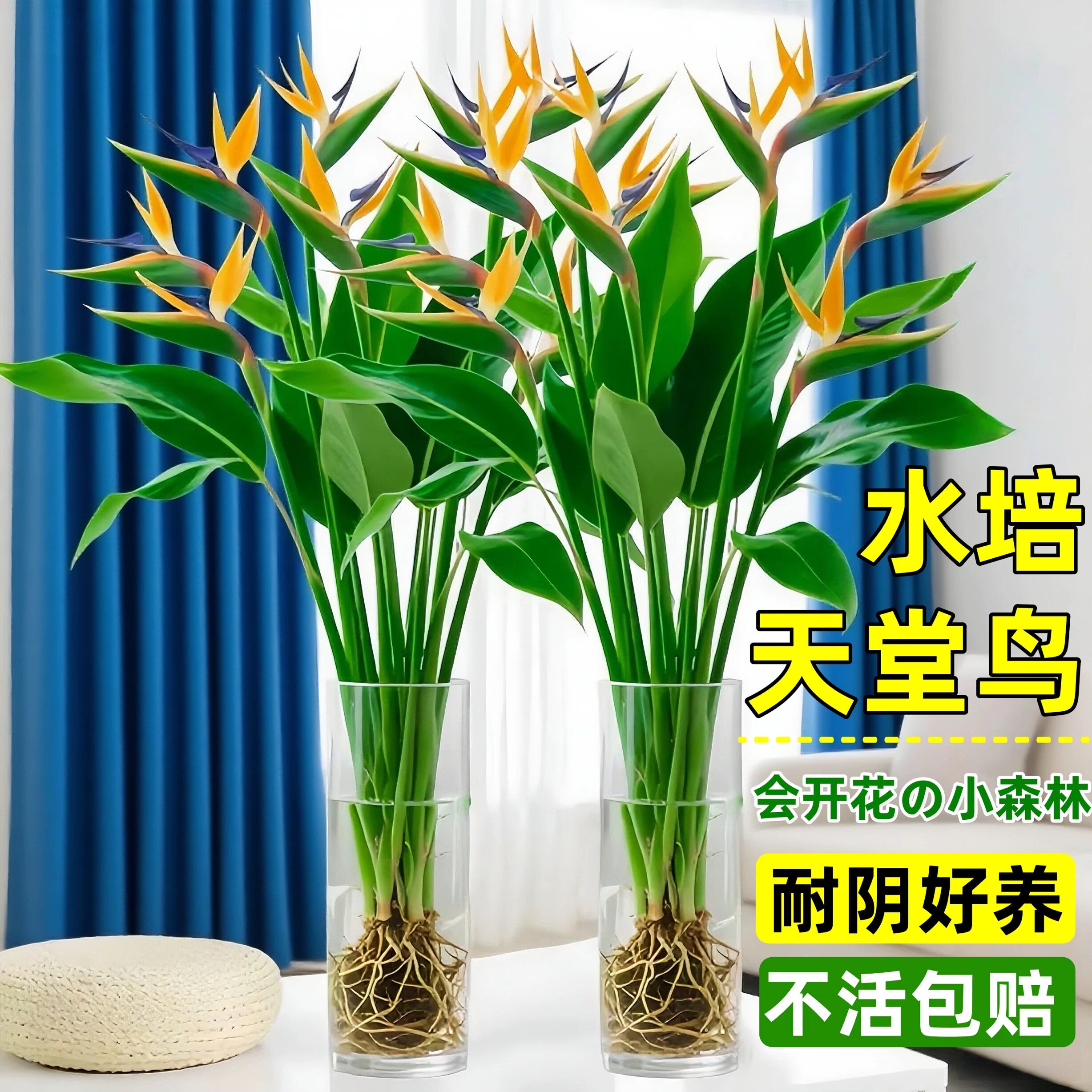 好养活天堂鸟植物大绿植盆栽四季常青水养鹤望兰办公室内桌面水培