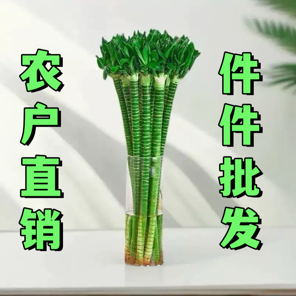 带根文昌竹龙竹富贵竹水培植物客厅招财竹室内水养绿植盆栽观音竹