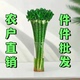 带根文昌竹龙竹富贵竹水培植物客厅招财竹室内水养绿植盆栽观音竹