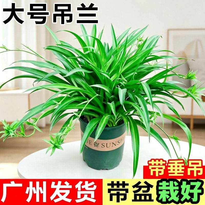 青叶吊兰带藤吊兰大苗盆栽室内客厅垂吊植物办公室吸甲醛绿植桌面