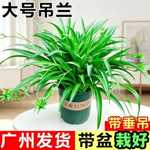 青叶吊兰带藤吊兰大苗盆栽室内客厅垂吊植物办公室吸甲醛绿植桌面