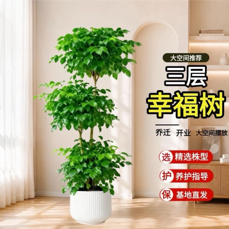 老桩三层辫子幸福树盆栽绿植大型盆景室内净化空气好养易活绿宝植