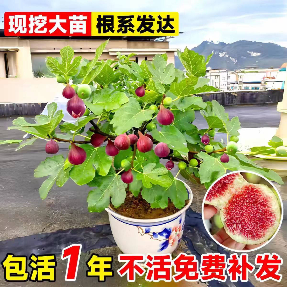 无花果花卉绿植盆栽苗懒人阳台花卉庭院可以食用好养绿植清仓盆栽