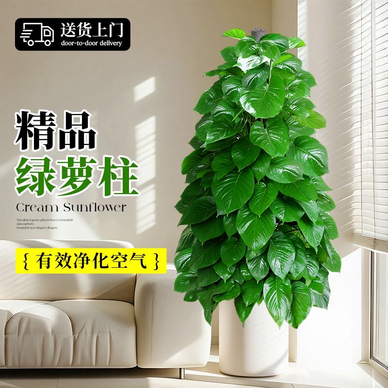 大叶绿萝柱盆栽客厅大型绿植办公室内除甲醛净化空气新房好养绿箩