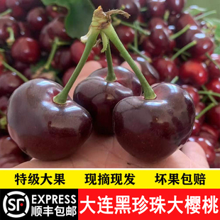 当天发6J大连黑珍珠大樱桃车厘子正宗树上现摘脆甜孕妇顺丰
