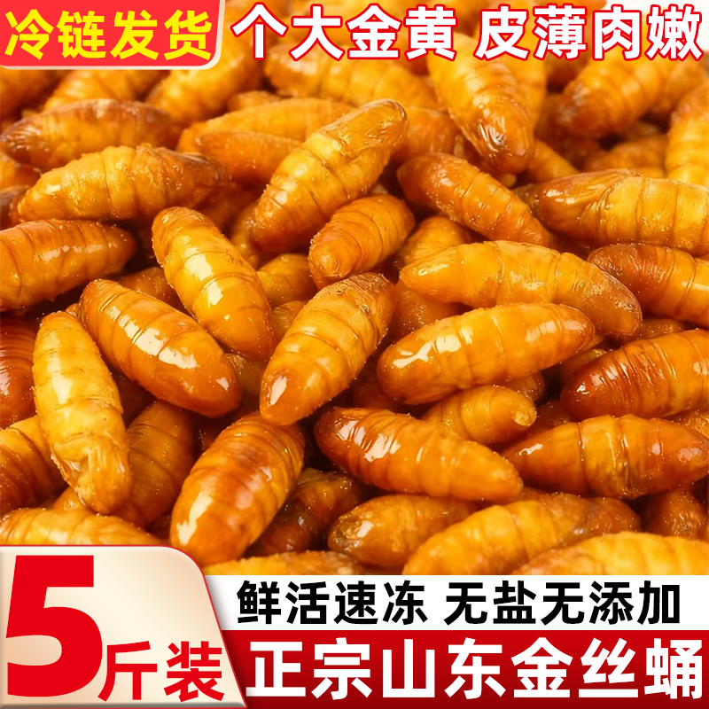 金丝蛹鲜活速冻蚕蛹新鲜山东特产