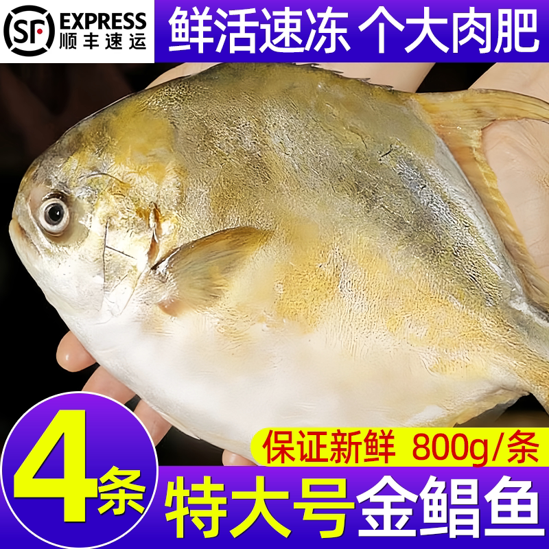 特大号鲜活金鲳鱼新鲜大号海鲳鱼
