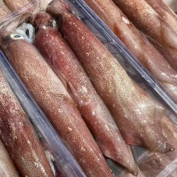 新鲜大鱿鱼海钓大管冰鲜冷冻鱿鱼新鲜脆筒鱿鱼厚肉爽脆潮汕海产品