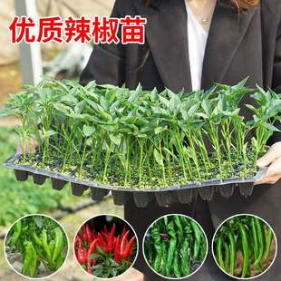 线椒种籽辣椒苗秧苗薄皮杭椒种子阳台四季春季蔬菜苗辣椒种孑大全