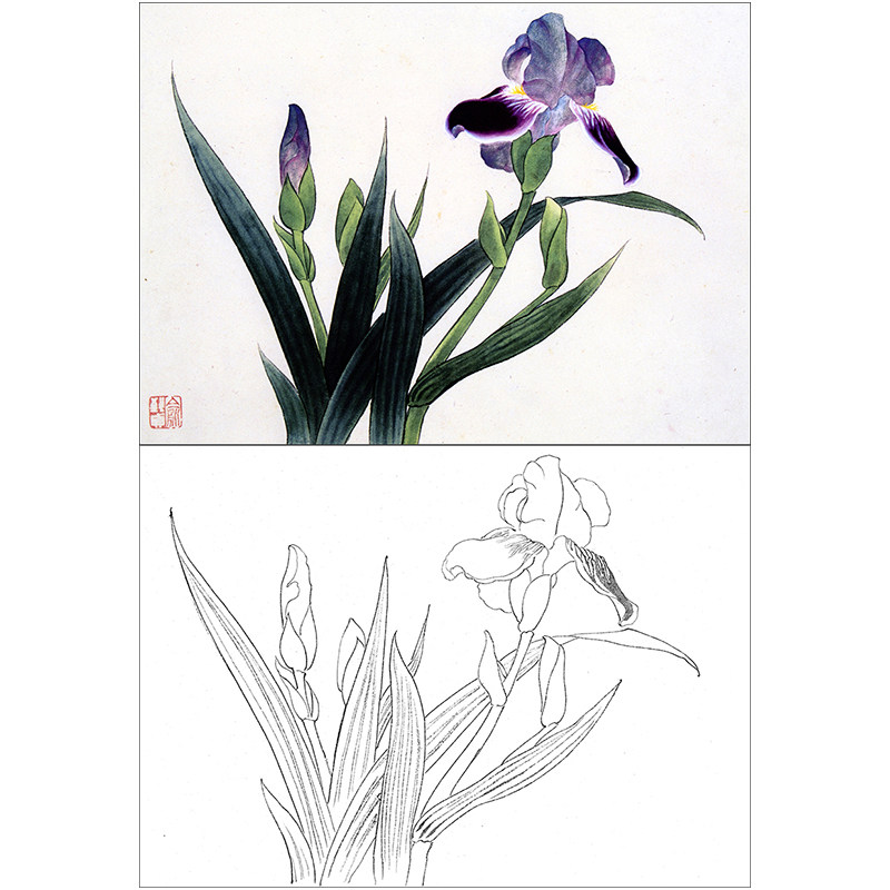 xp32初学者工笔画兰花描底稿国画临摹线描画稿素材练习勾线打印稿
