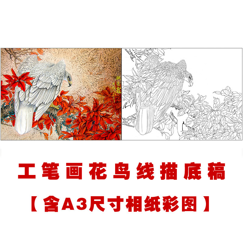 xp26郑路迅工笔画鹰白描底稿国画临摹线描素材练习勾线实物打印稿